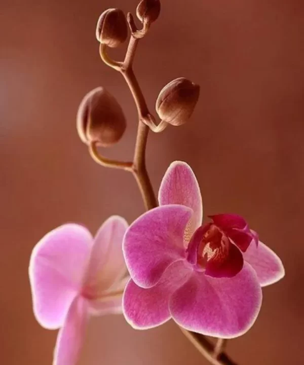 orkide-banner